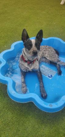 Australian Stumpy Tail Cattle Dog for sale by SUNSWIFT