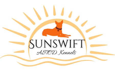 Australian Stumpy Tail Cattle Dog for sale by SUNSWIFT