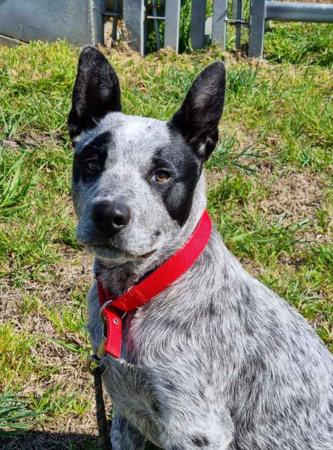 Australian Stumpy Tail Cattle Dog for sale by SUNSWIFT