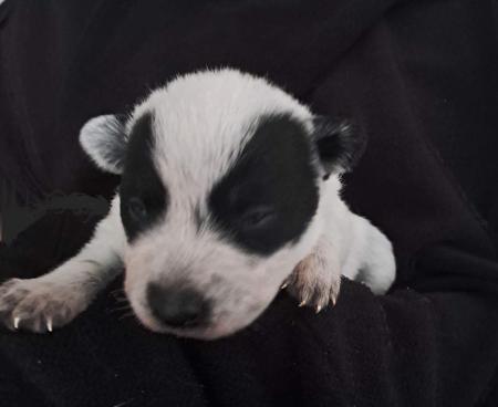 Australian Stumpy Tail Cattle Dog for sale by SUNSWIFT