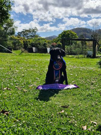 Labrador Retriever for sale by LUNARIDGE