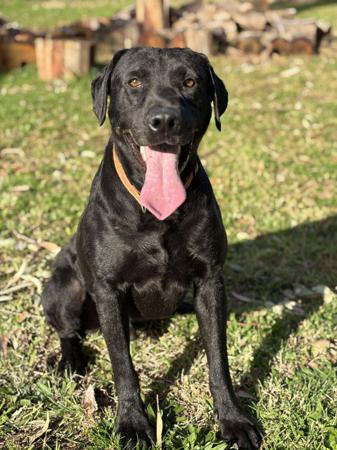 Labrador Retriever for sale by LUNARIDGE