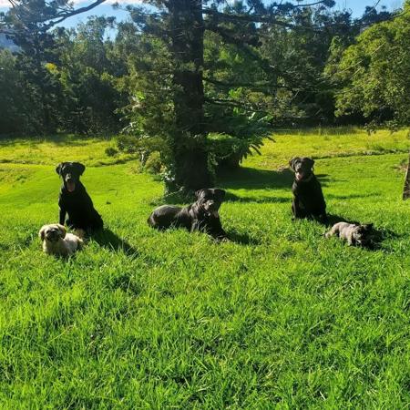 Labrador Retriever for sale by LUNARIDGE