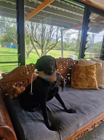 Labrador Retriever for sale by LUNARIDGE