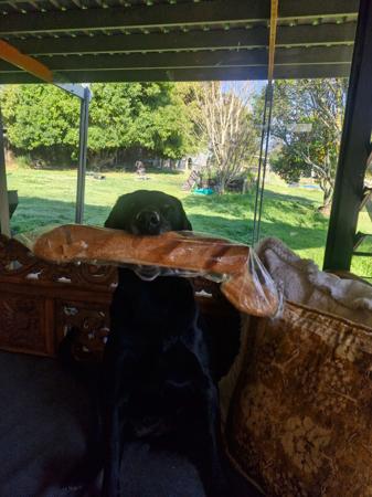 Labrador Retriever for sale by LUNARIDGE