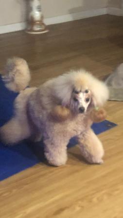 Poodle (Toy) for sale by SHERAHZAN
