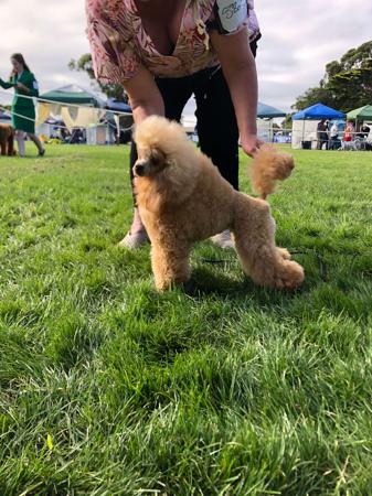 Poodle (Toy) for sale by SHERAHZAN