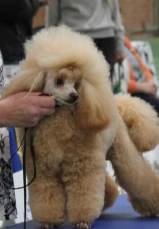 Poodle (Toy) for sale by JULIETS1957