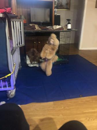 Poodle (Toy) for sale by SHERAHZAN