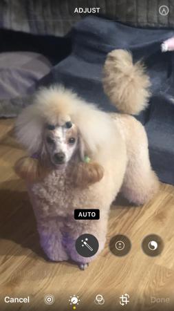 Poodle (Toy) for sale by SHERAHZAN