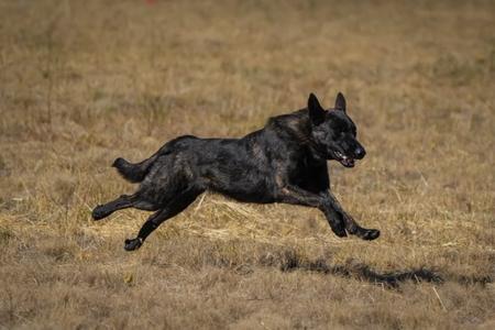 Dutch Shepherd Dog for sale by MMDIVINE