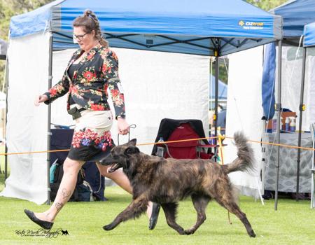 Dutch Shepherd Dog for sale by DARKCELTIC