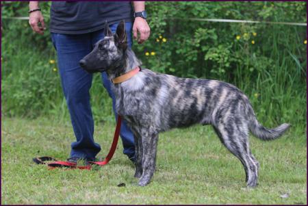 Dutch Shepherd Dog for sale by DARKCELTIC