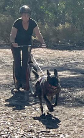 Dutch Shepherd Dog for sale by DARKCELTIC