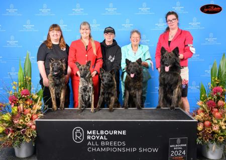 Dutch Shepherd Dog for sale by DARKCELTIC