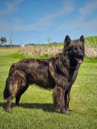 Dutch Shepherd Dog for sale by DARKCELTIC