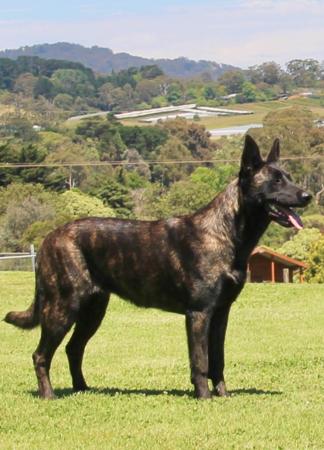Dutch Shepherd Dog for sale by DARKCELTIC