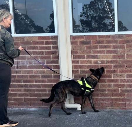Dutch Shepherd Dog for sale by DARKCELTIC