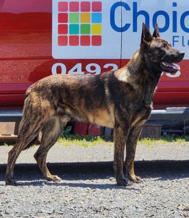 Dutch Shepherd Dog for sale by DARKCELTIC