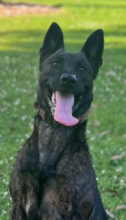 Dutch Shepherd Dog for sale by DARKCELTIC