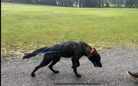 Dutch Shepherd Dog for sale by DARKCELTIC