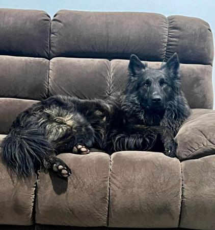 Dutch Shepherd Dog for sale by DARKCELTIC