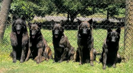 Dutch Shepherd Dog for sale by DARKCELTIC