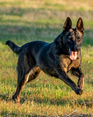 Dutch Shepherd Dog for sale by DARKCELTIC