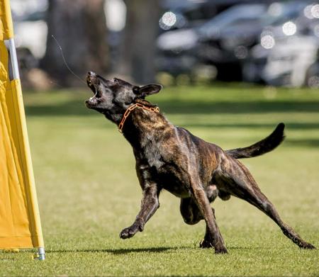 Dutch Shepherd Dog for sale by DARKCELTIC