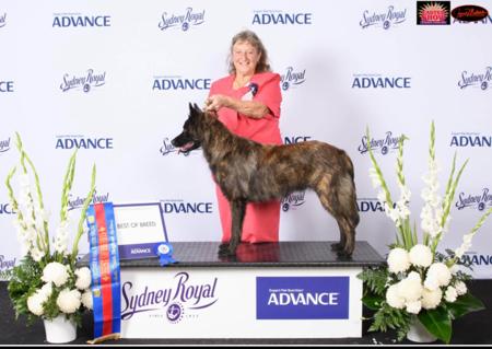 Dutch Shepherd Dog for sale by DARKCELTIC