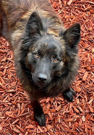 Dutch Shepherd Dog for sale by DARKCELTIC