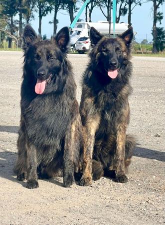 Dutch Shepherd Dog for sale by DARKCELTIC