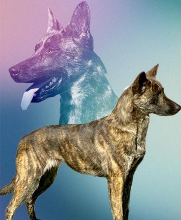 Dutch Shepherd Dog puppy for sale by MMDIVINE