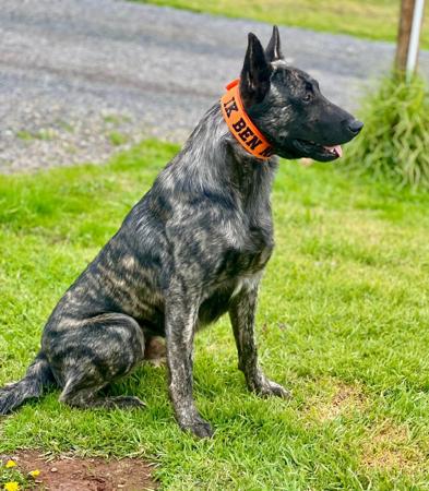 Dutch Shepherd Dog puppy for sale by MMDIVINE
