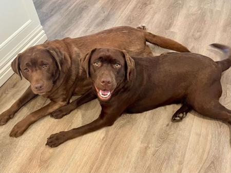 Labrador Retriever for sale by WILLSRIDGELABS