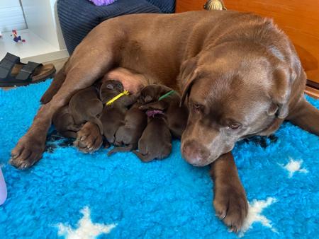 Labrador Retriever for sale by WILLSRIDGE