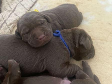 Labrador Retriever for sale by WILLSRIDGE