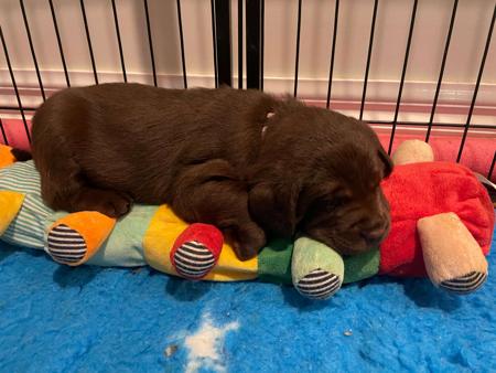 Labrador Retriever for sale by WILLSRIDGE