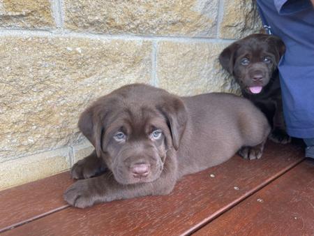Labrador Retriever for sale by WILLSRIDGE