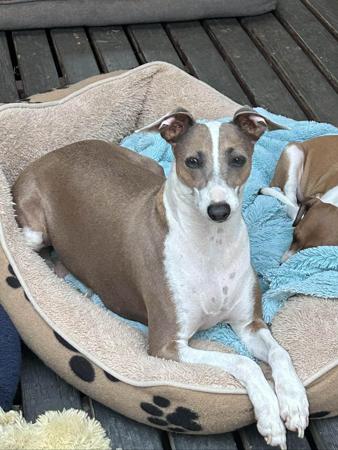 Italian Greyhound for sale by LILIAH