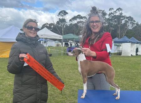 Italian Greyhound for sale by LILIAH