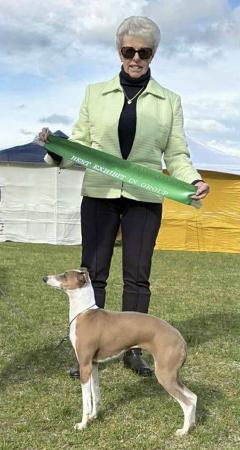 Italian Greyhound for sale by LILIAH
