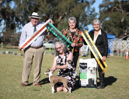 Italian Greyhound for sale by LILIAH