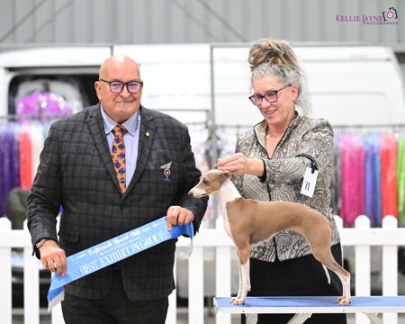 Italian Greyhound for sale by LILIAH