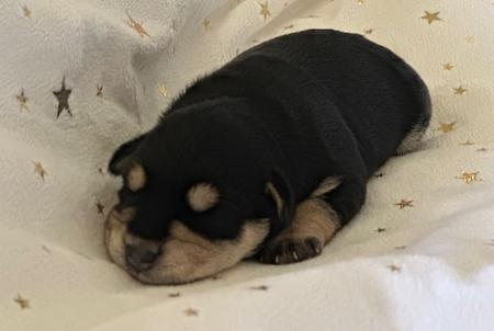 Schnauzer (Miniature) for sale by ZEPHUNDE