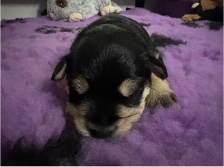 Schnauzer (Miniature) for sale by ZEPHUNDE