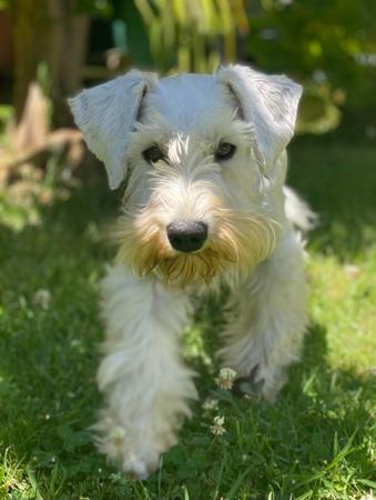 Schnauzer (Miniature) for sale by ZEPHUNDE