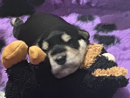 Schnauzer (Miniature) for sale by ZEPHUNDE