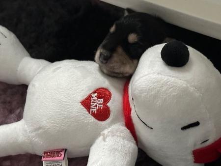 Schnauzer (Miniature) for sale by ZEPHUNDE