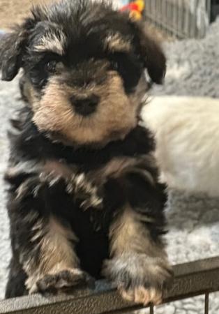 Schnauzer (Miniature) for sale by ZEPHUNDE